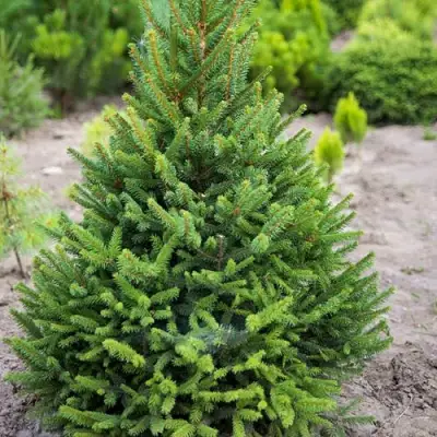 Ель КОМПАКТА обыкновенная в Пинске