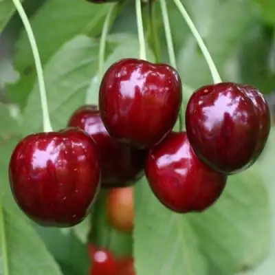 Черешня ВАЛЕРИЙ ЧКАЛОВ в Пинске