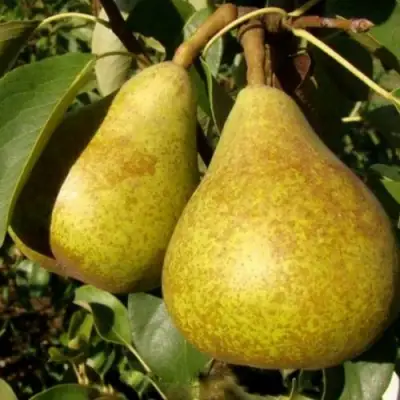 Груша ГЕНЕРАЛ ЛЕКЛЕРК в Пинске