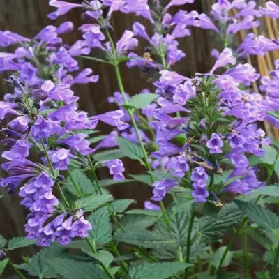 Котовник БЛЮ ДРИМС полусидячий в Пинске