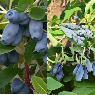 Комплект СЕВЕРНЫЕ ВИТАМИНЫ в Пинске