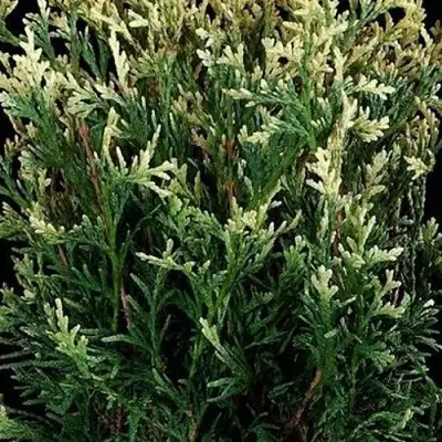 Туя ГОЛД ПЕРЛ западная в Пинске