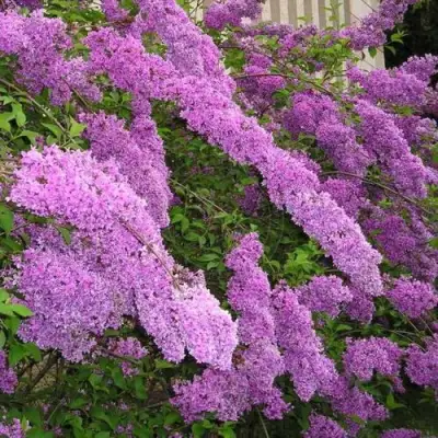 Сирень КИТАЙСКАЯ в Пинске