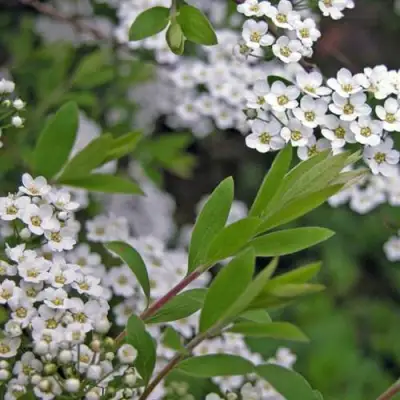 Спирея АРГУТА в Пинске