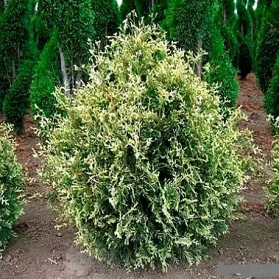 Туя ГОЛД ПЕРЛ западная в Пинске