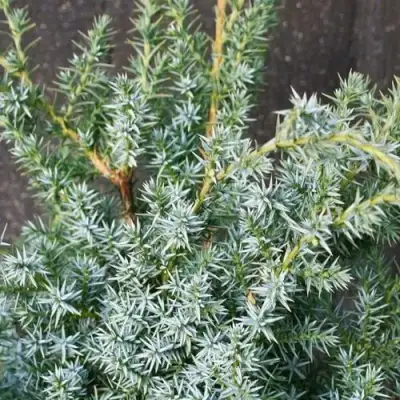 Можжевельник БЛЮ АЛЬПС китайский  в Пинске