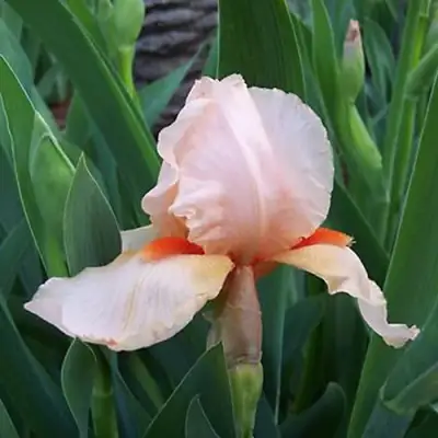 Ирис ПАТИ ДРЕСС бородатый в Пинске