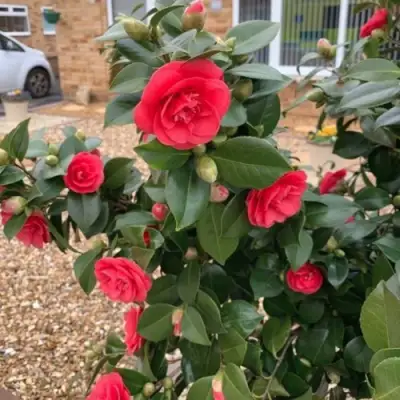 Камелия ЛЕДИ КЭМПБЕЛЛ в Пинске