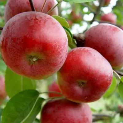 Яблоня ПОСПЕХ в Пинске