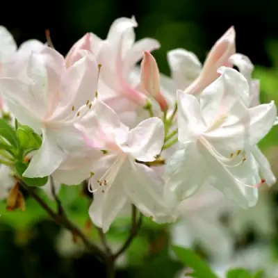 Азалия УАЙТ ЛАЙТС листопадная в Пинске