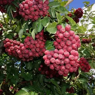 Рябина ТИТАН сладкоплодная  в Пинске