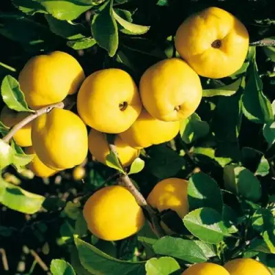 Айва ЦЕЗАРЬ в Пинске