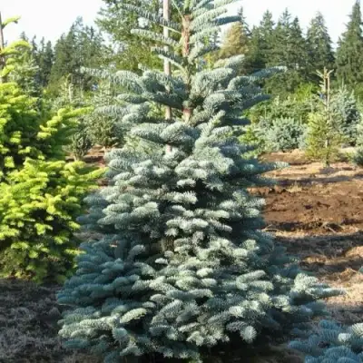 Пихта благородная в Пинске