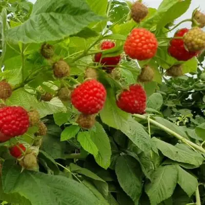 Малина КВЕЛЛИ в Пинске