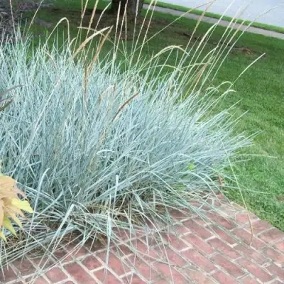 Элимус БЛЮ ДЮН песчаный в Пинске