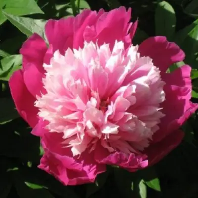 Пион КАПЛЯ РОСЫ травянистый в Пинске