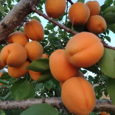 Абрикос ГОЛД РИЧ в Пинске