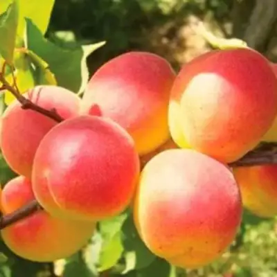 Абрикос NJA-19 в Пинске