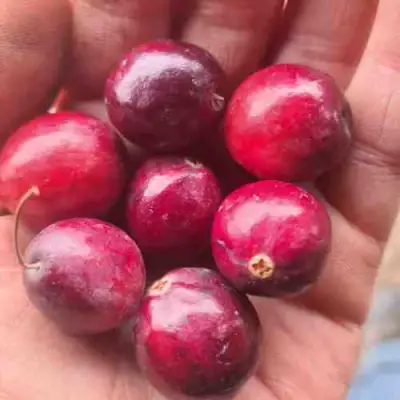 Клюква БАИН 6 в Пинске