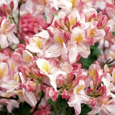 Азалия САТОМИ японская в Пинске