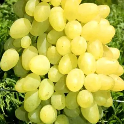 Виноград ЗАРНИЦА в Пинске