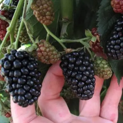 Ежевика НЕБЕСА МОГУТ ПОДОЖДАТЬ бесшипная  в Пинске