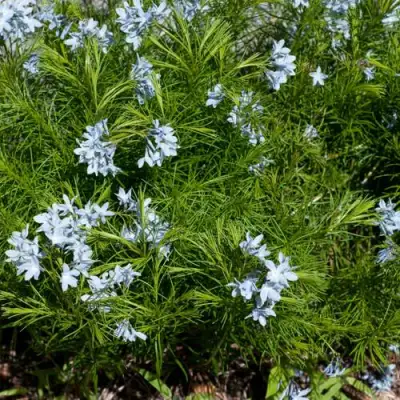 Амсония РЕСНИТЧАТАЯ в Пинске