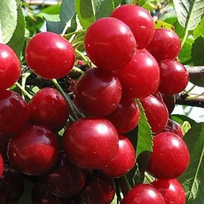 Вишня ГЛУБОКСКАЯ в Пинске