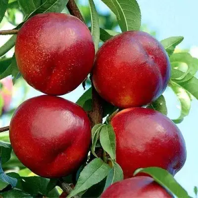 Нектарин БИГ-ТОП в Пинске