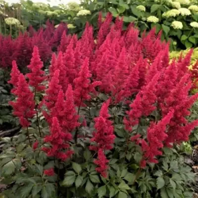 Астильба ФАНАЛ в Пинске