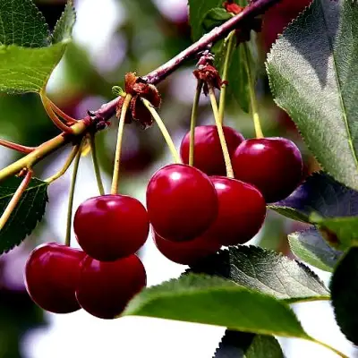 Вишня РИВАЛ в Пинске