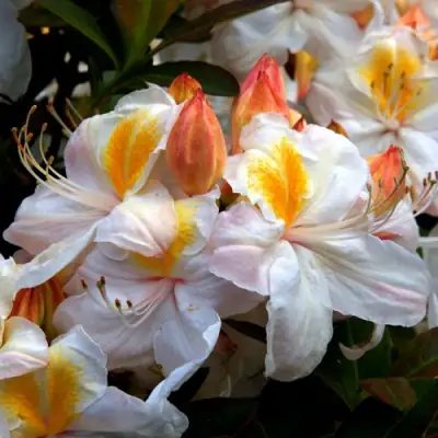 Азалия СИЛЬВЕР СЛИППЕР листопадная в Пинске