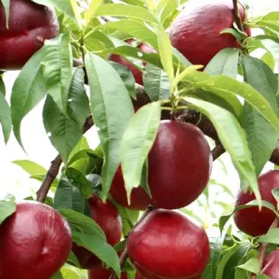 Нектарин ФАНТАЗИЯ в Пинске