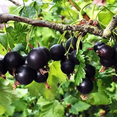 Йошта КРЫМСКАЯ в Пинске