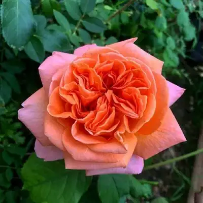 Роза РЕНЕ ГОССИНИ чайно-гибридная в Пинске