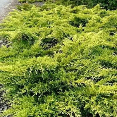 Можжевельник ОЛД ГОЛД средний в Пинске