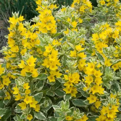 Вербейник АЛЕКСАНДР точечный в Пинске