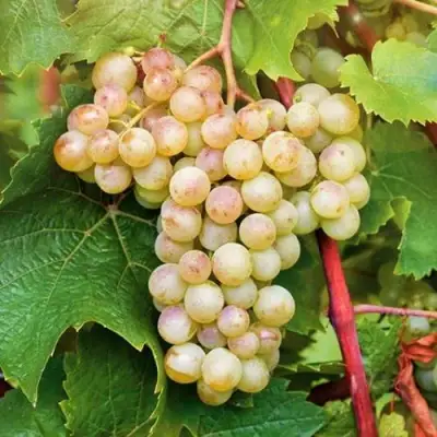 Виноград КРИСТАЛЛ в Пинске