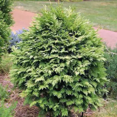 Туя ВАРЕАНА ЛЮТЕСЦЕНС западная в Пинске