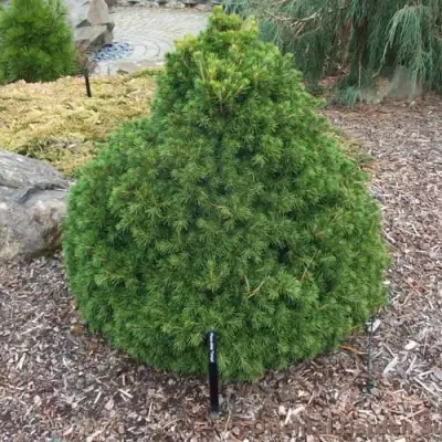 Ель ТОМПА обыкновенная в Пинске