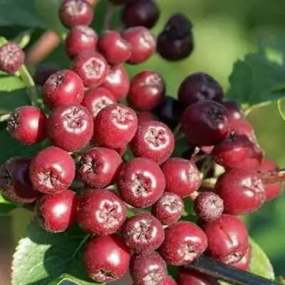 Рябина БУРКА сладкоплодная в Пинске