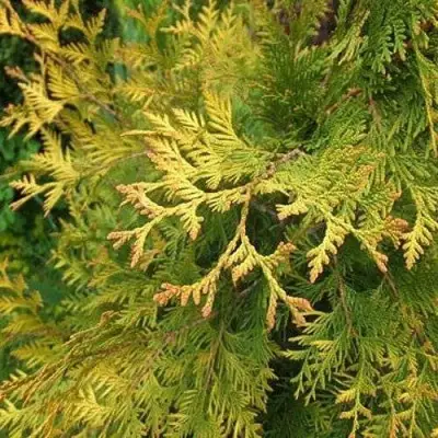 Туя ГОЛДЕН БРАБАНТ западная в Пинске