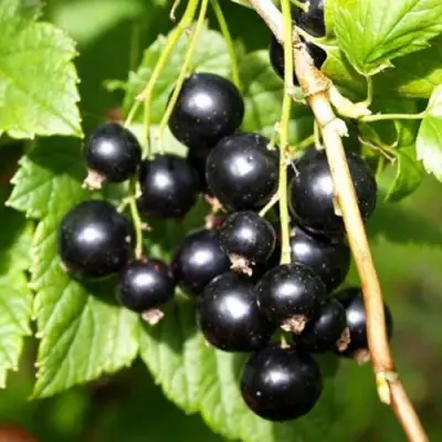 Смородина чёрная ПАМЯТЬ ВАВИЛОВА в Пинске