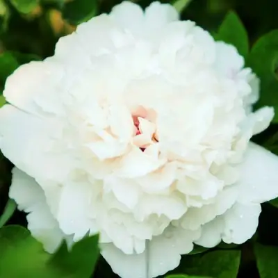 Пион СНЕЖНАЯ КРЕПОСТЬ древовидный в Пинске