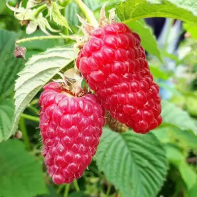 Малина ПШЕХИБА в Пинске