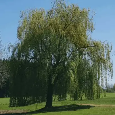 Ива белая в Пинске