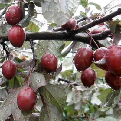 Слива НИГРА растопыреная в Пинске