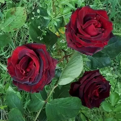 Роза ПАПА МЕЙЯН чайно-гибридная в Пинске