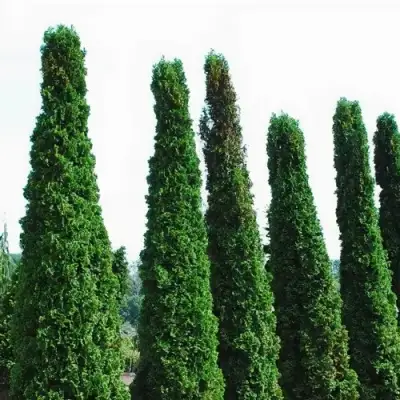 Туя ДЕГРУТ СПАЙР западная в Пинске