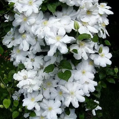 Клематис ТОКИ в Пинске